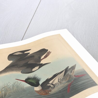 Red-breasted Merganser by John James Audubon