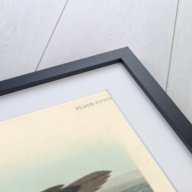 Golden-eye Duck, 1836 by John James Audubon