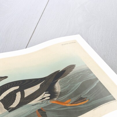 Golden-eye Duck, 1836 by John James Audubon