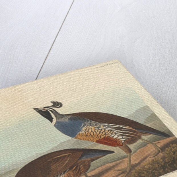 Californian Partridge, 1838 by John James Audubon