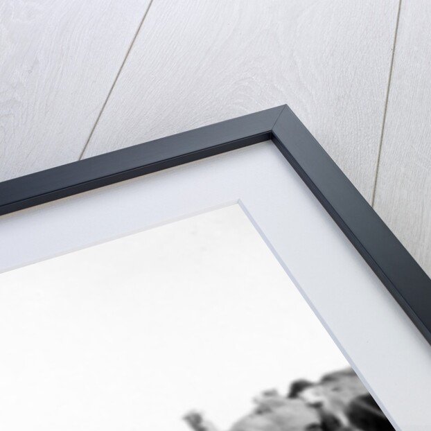 Camels fording a stream in the Valley of Elah, 1900-20 by Anonymous