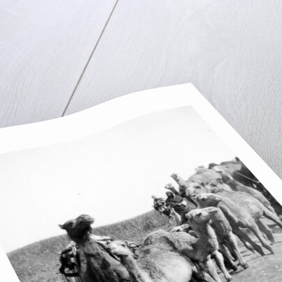 Camels fording a stream in the Valley of Elah, 1900-20 by Anonymous