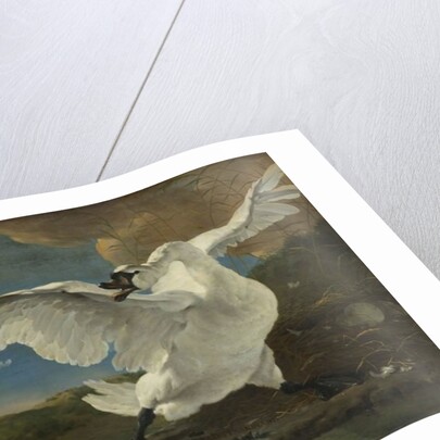 The Threatened Swan, c.1650 by Jan Asselyn