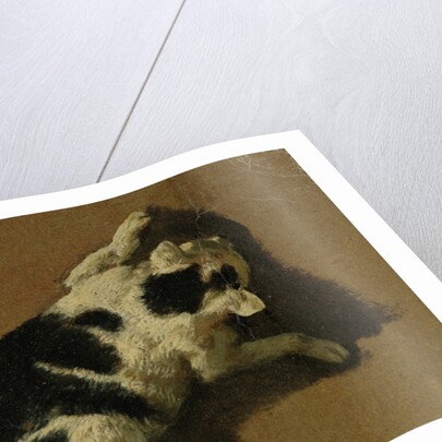 Cat playing by Adriaen van de Velde