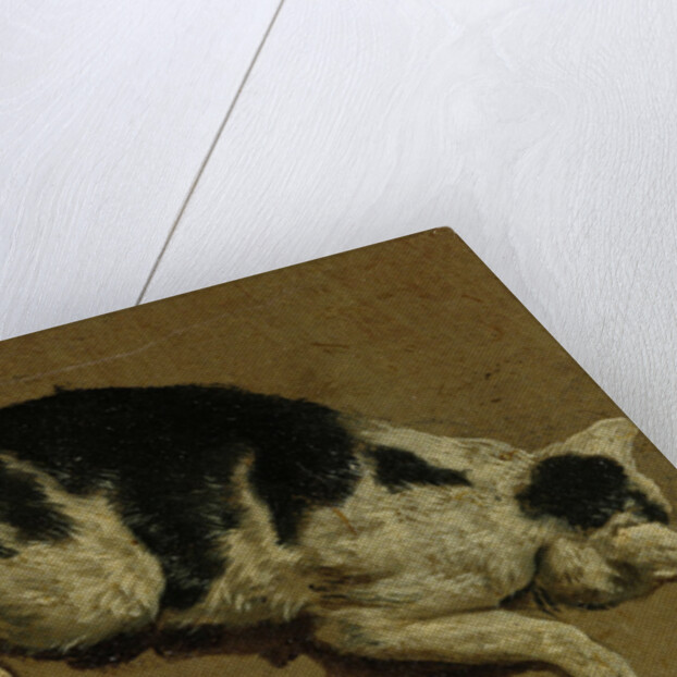 Cat from above by Adriaen van de (attr.to) Velde