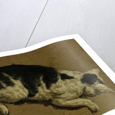 Cat from above by Adriaen van de (attr.to) Velde