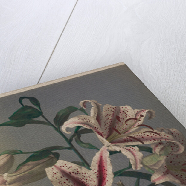 Lily, 1896 by Kazumasa (1860-1930) Ogawa