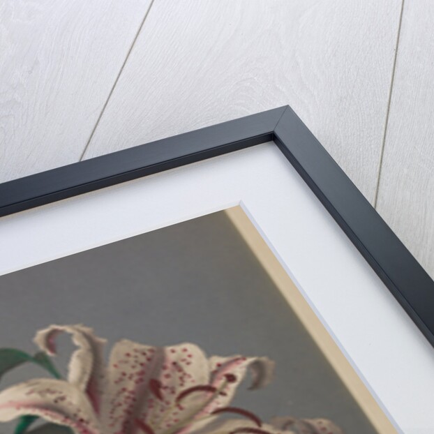 Lily, 1896 by Kazumasa (1860-1930) Ogawa