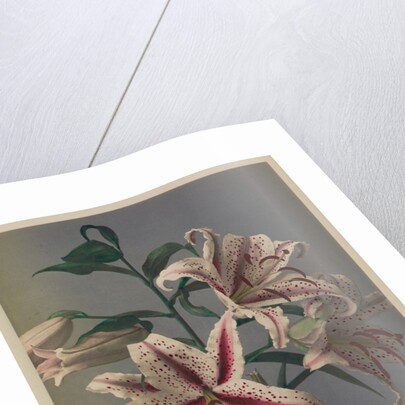 Lily, 1896 by Kazumasa (1860-1930) Ogawa
