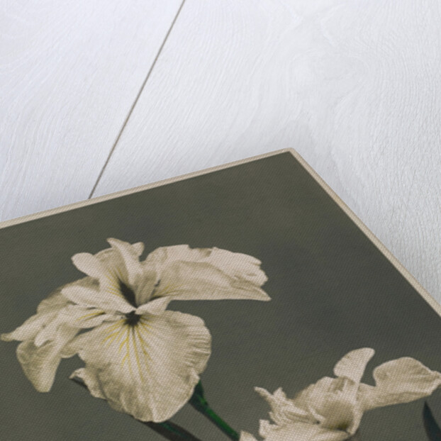 Iris Kaempferi, 1896 by Kazumasa (1860-1930) Ogawa