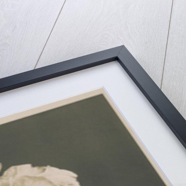 Iris Kaempferi, 1896 by Kazumasa (1860-1930) Ogawa