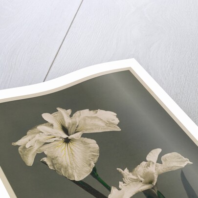Iris Kaempferi, 1896 by Kazumasa (1860-1930) Ogawa