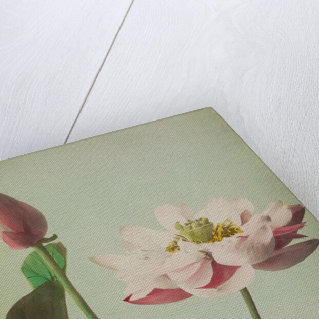 Lotus, 1896 by Kazumasa Ogawa