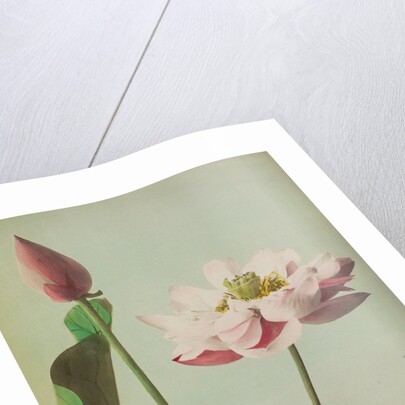 Lotus, 1896 by Kazumasa Ogawa