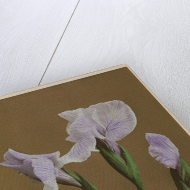 Iris Kaempfer, 1896 by Kazumasa Ogawa