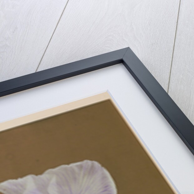 Iris Kaempfer, 1896 by Kazumasa Ogawa