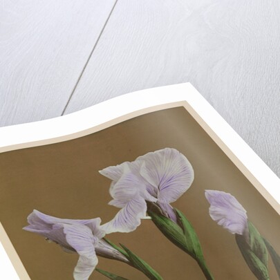 Iris Kaempfer, 1896 by Kazumasa Ogawa