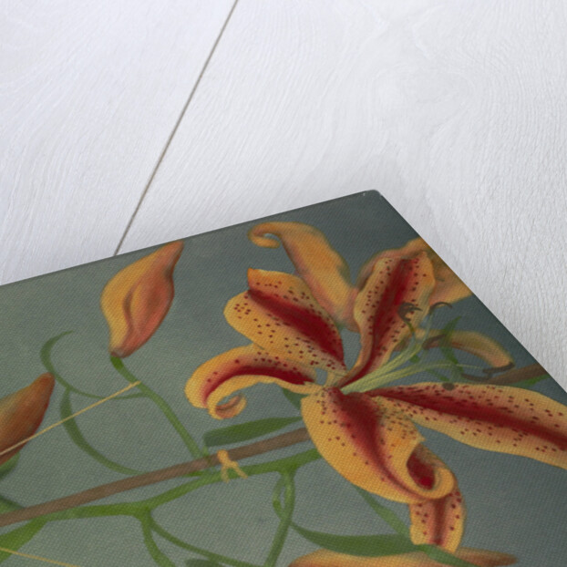 Lily, 1896 by Kazumasa Ogawa