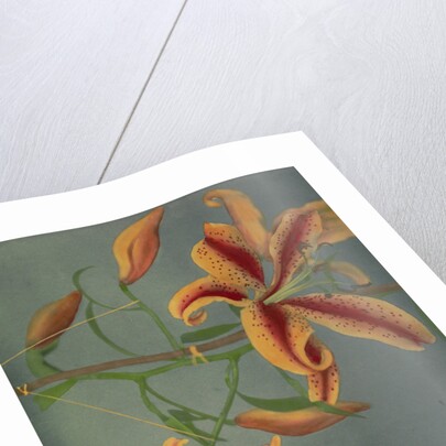 Lily, 1896 by Kazumasa Ogawa