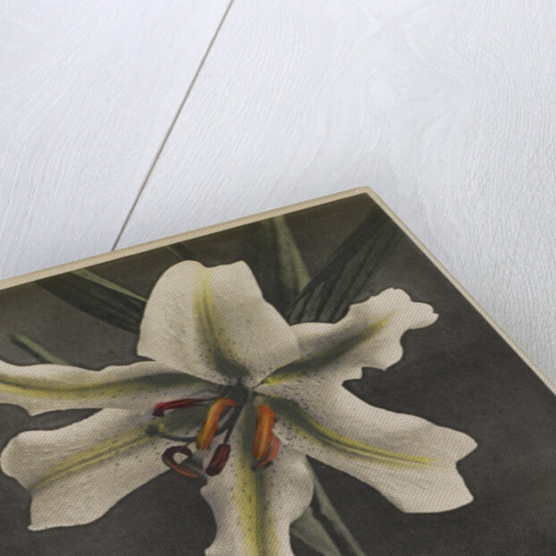 Lily, 1896 by Kazumasa (1860-1930) Ogawa