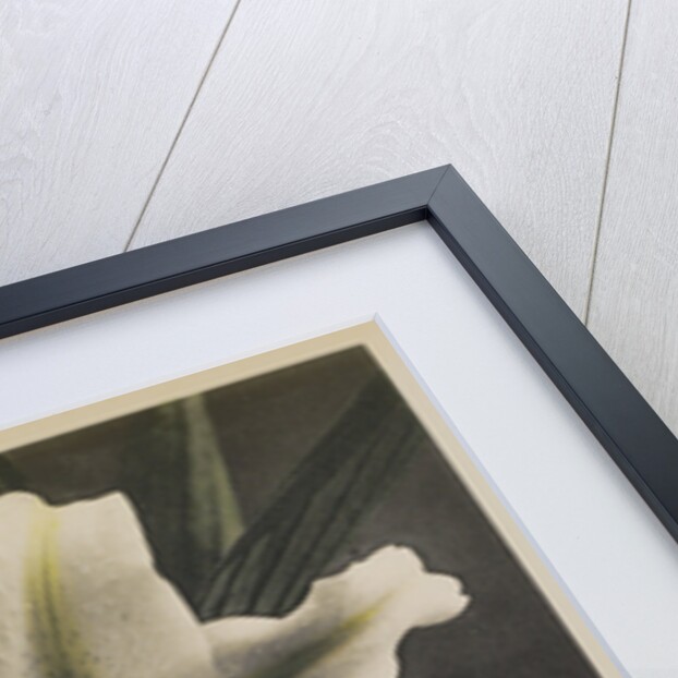 Lily, 1896 by Kazumasa (1860-1930) Ogawa