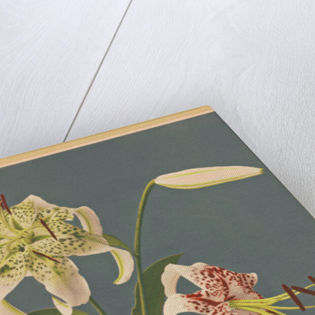 Lilies, 1897 by Kazumasa Ogawa