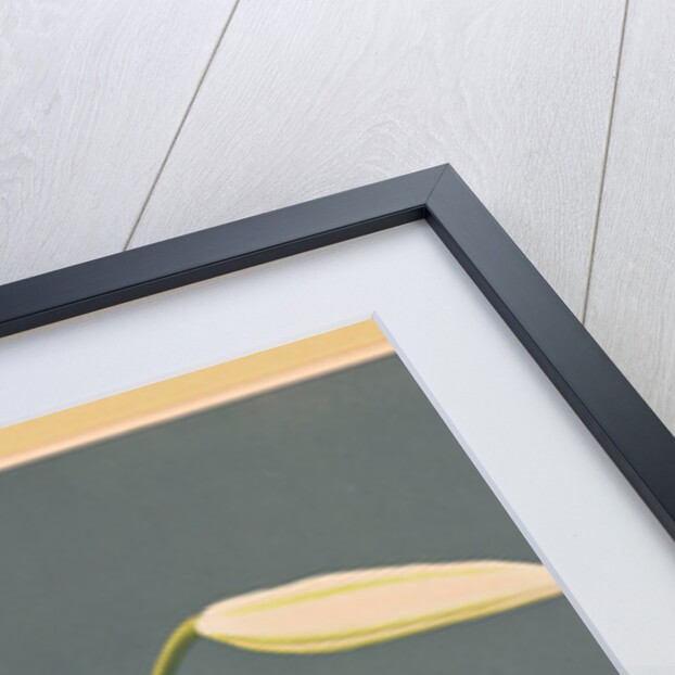 Lilies, 1897 by Kazumasa Ogawa