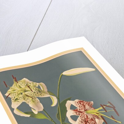 Lilies, 1897 by Kazumasa Ogawa