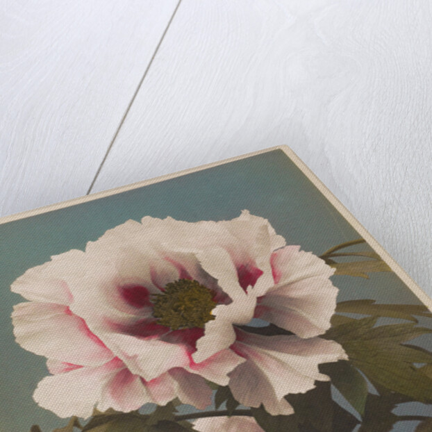Tree Paeony, 1896 by Kazumasa Ogawa