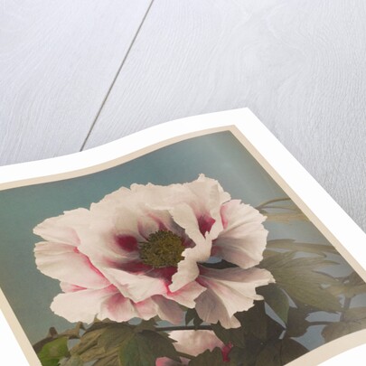 Tree Paeony, 1896 by Kazumasa Ogawa