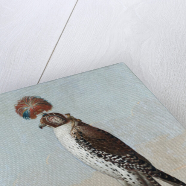 Icelandic gerfalcon, 1759 by German School