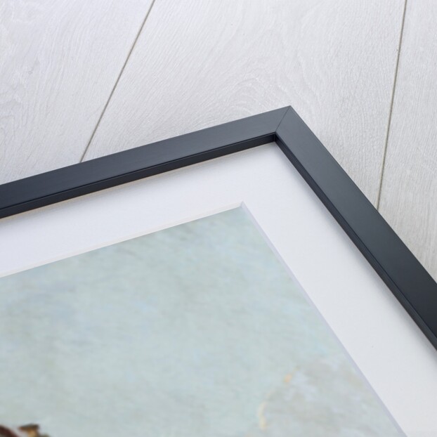 Icelandic gerfalcon, 1759 by German School