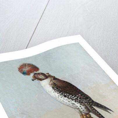 Icelandic gerfalcon, 1759 by German School