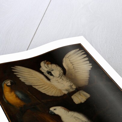 Parrots, c.1670 by Dutch School