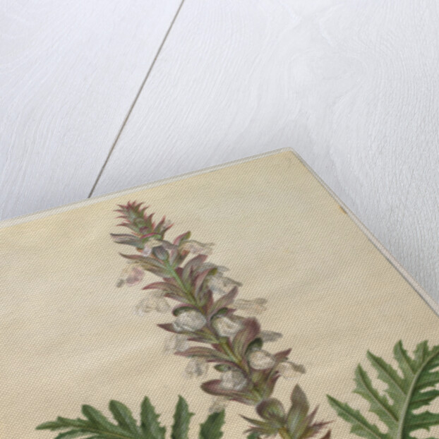 Acanthus mollis from the album Gottorfer Codex, c.1650 by Hans Simon Holtzbecher