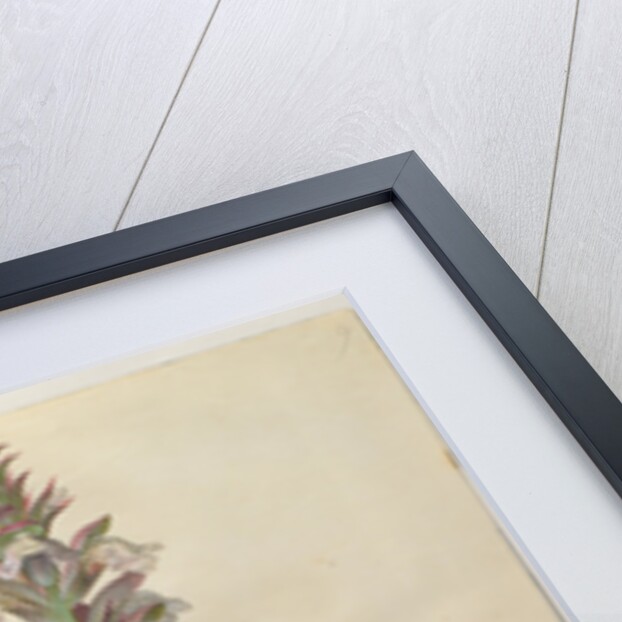 Acanthus mollis from the album Gottorfer Codex, c.1650 by Hans Simon Holtzbecher