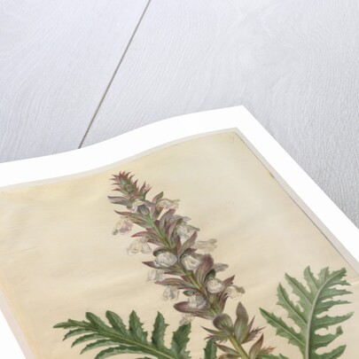 Acanthus mollis from the album Gottorfer Codex, c.1650 by Hans Simon Holtzbecher