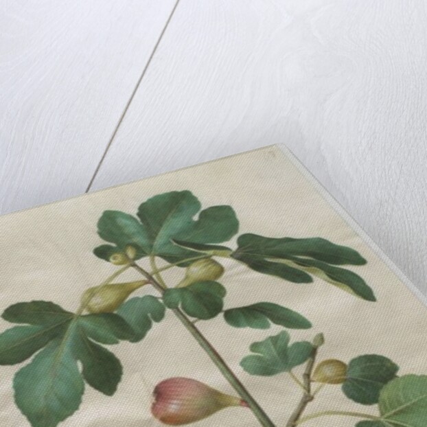 Ficus carica from the album Gottorfer Codex, c.1650 by Hans Simon Holtzbecher