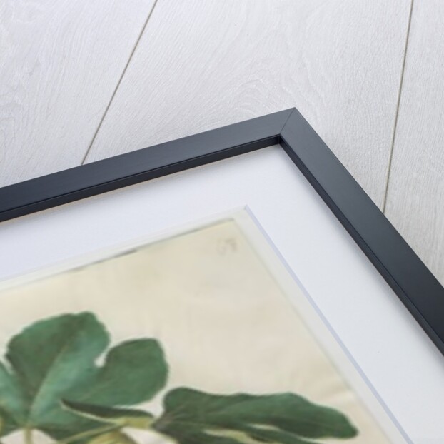 Ficus carica from the album Gottorfer Codex, c.1650 by Hans Simon Holtzbecher