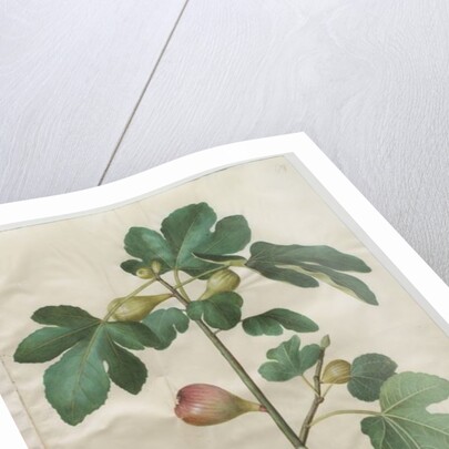 Ficus carica from the album Gottorfer Codex, c.1650 by Hans Simon Holtzbecher