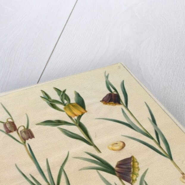 Fritilleria meleagris from the album Gottorfer Codex, c.1650 by Hans Simon Holtzbecher