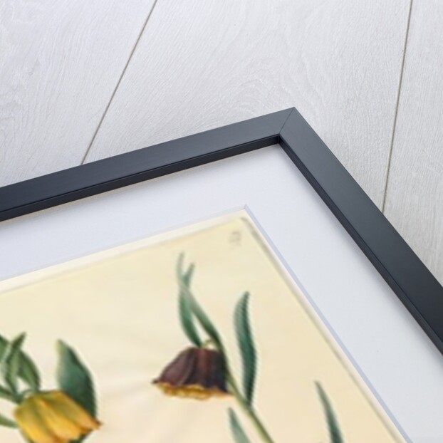 Fritilleria meleagris from the album Gottorfer Codex, c.1650 by Hans Simon Holtzbecher