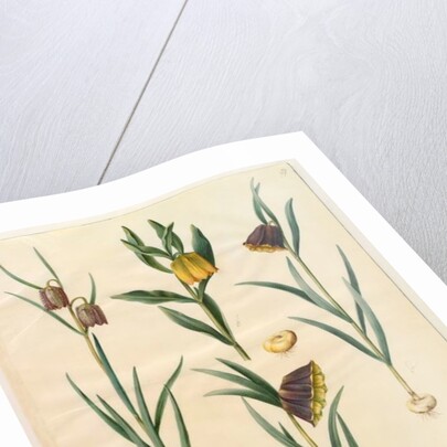 Fritilleria meleagris from the album Gottorfer Codex, c.1650 by Hans Simon Holtzbecher