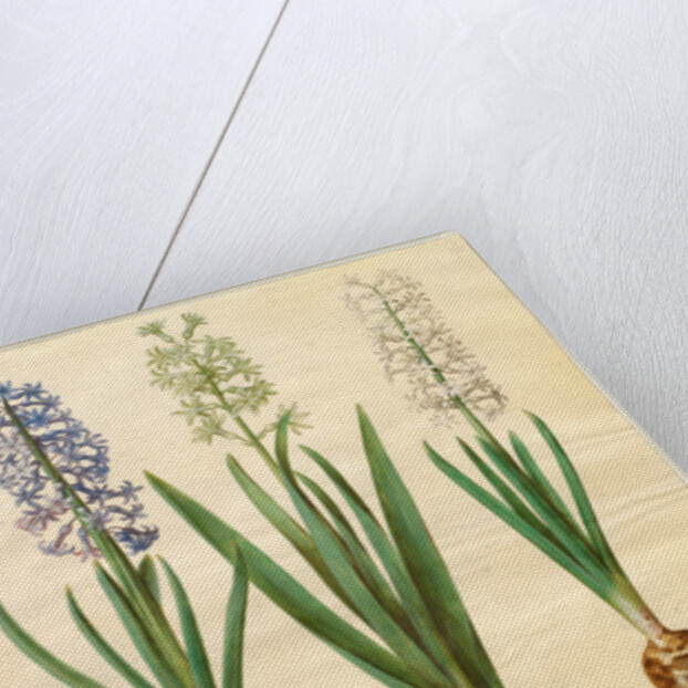 Hyacinthoides orientalis from the album Gottorfer Codex, c.1650 by Hans Simon Holtzbecher