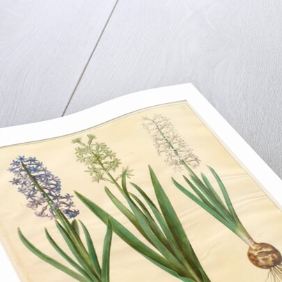 Hyacinthoides orientalis from the album Gottorfer Codex, c.1650 by Hans Simon Holtzbecher