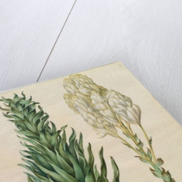 Lilium candidum monstrosum from the album Gottorfer Codex, c.1650 by Hans Simon Holtzbecher