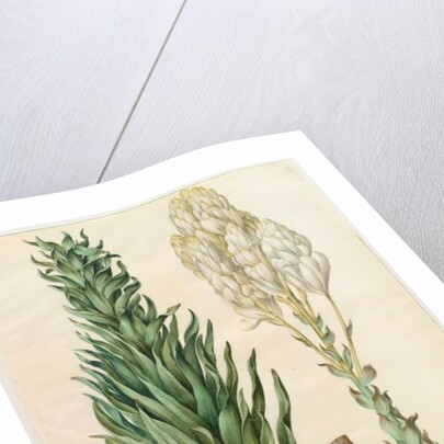 Lilium candidum monstrosum from the album Gottorfer Codex, c.1650 by Hans Simon Holtzbecher