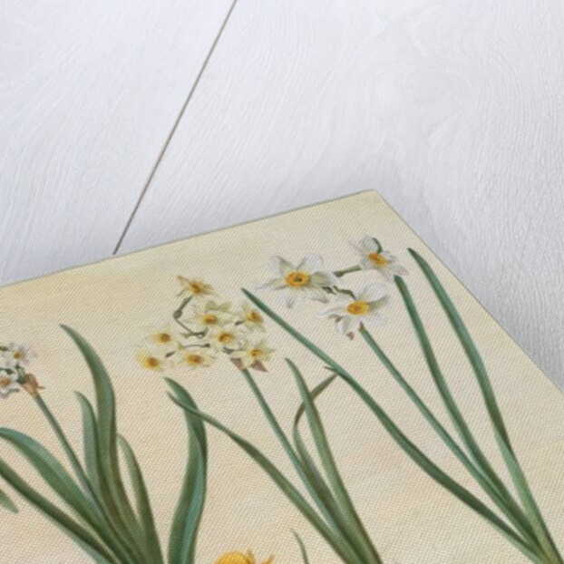 Narcissus tazetta, narcissus orientalis and corbularia bulbocodium from the album Gottorfer Codex, c.1650 by Hans Simon Holtzbecher
