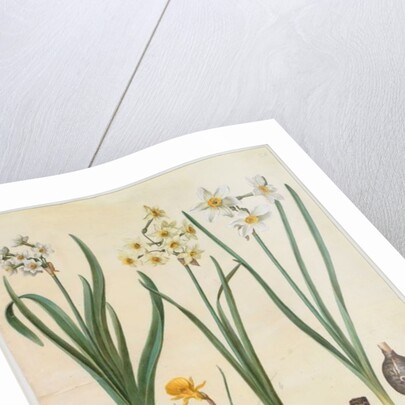 Narcissus tazetta, narcissus orientalis and corbularia bulbocodium from the album Gottorfer Codex, c.1650 by Hans Simon Holtzbecher