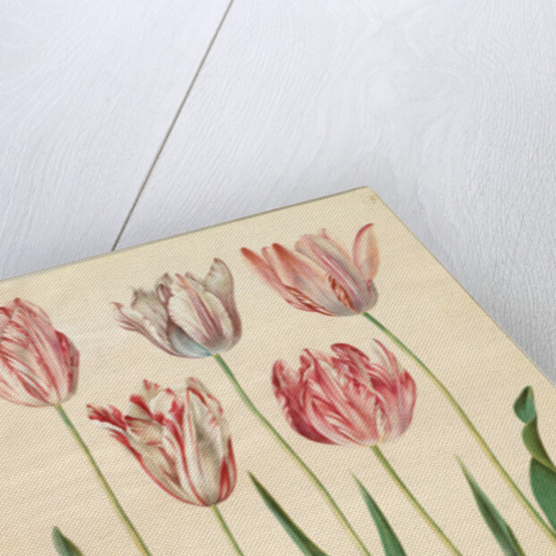Tulipa gesneriana from the album Gottorfer Codex, c.1650 by Hans Simon Holtzbecher